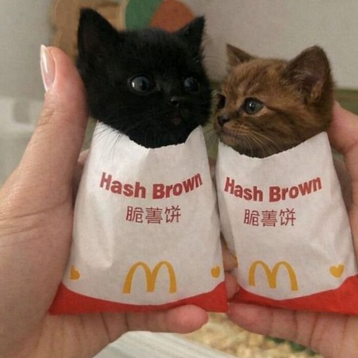 80 Hilarious Cat Moments Caught On Camera, Shared On This Page