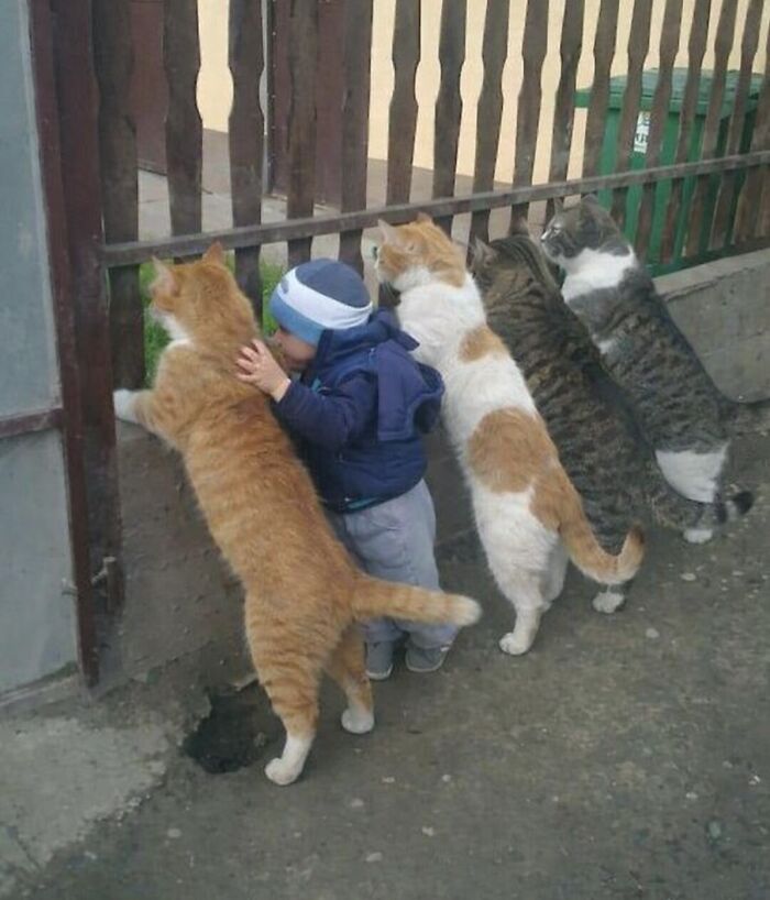 80 Hilarious Cat Moments Caught On Camera, Shared On This Page