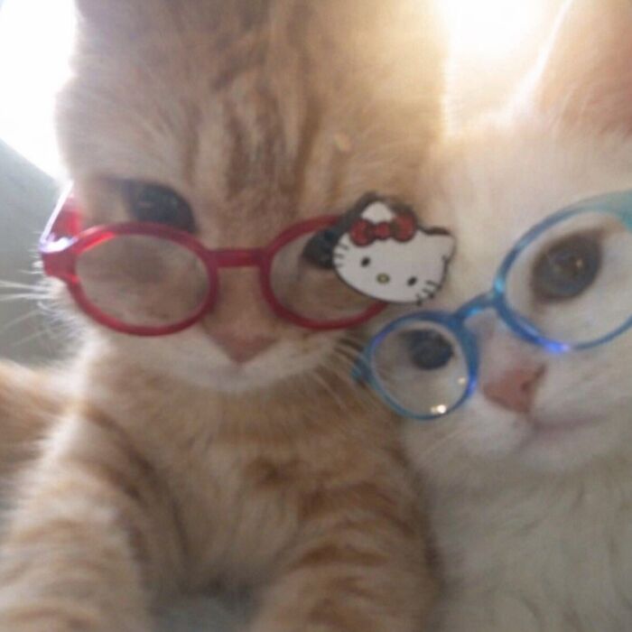 80 Hilarious Cat Moments Caught On Camera, Shared On This Page