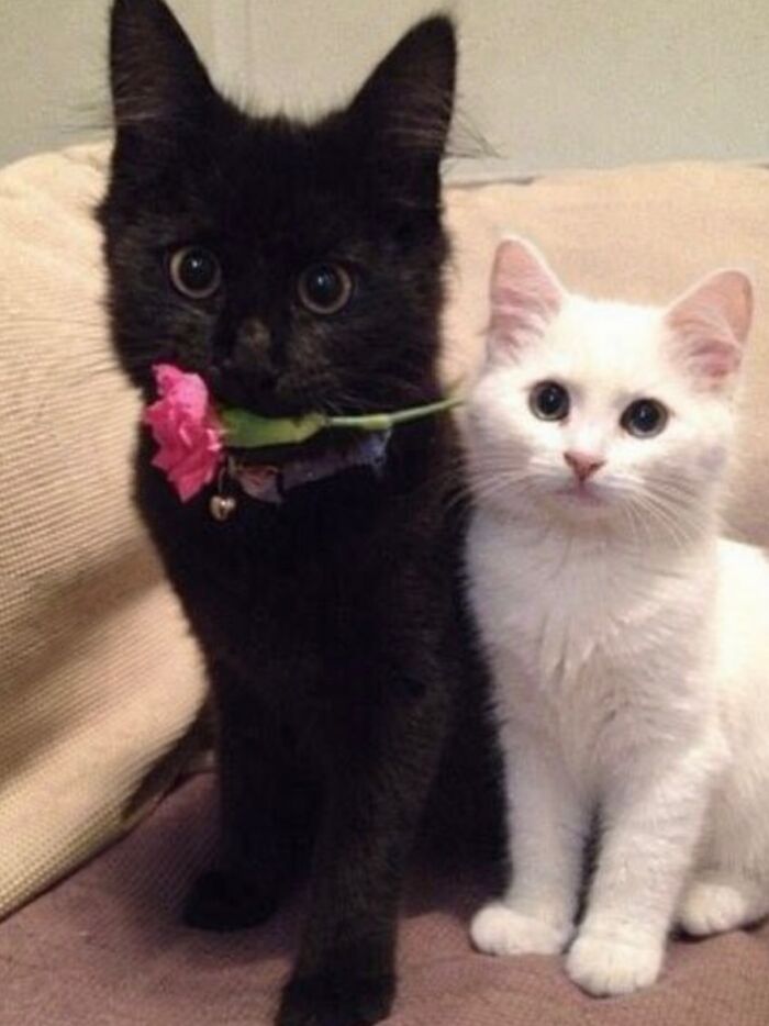 80 Hilarious Cat Moments Caught On Camera, Shared On This Page