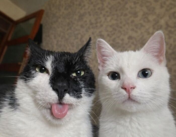 80 Hilarious Cat Moments Caught On Camera, Shared On This Page