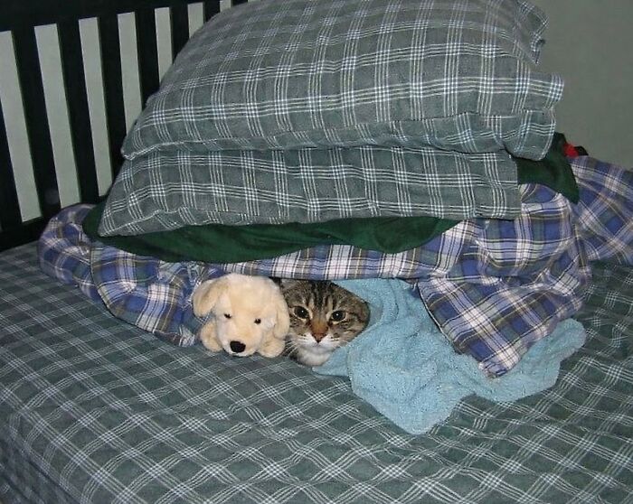 80 Hilarious Cat Moments Caught On Camera, Shared On This Page