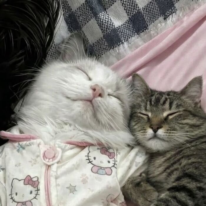 80 Hilarious Cat Moments Caught On Camera, Shared On This Page