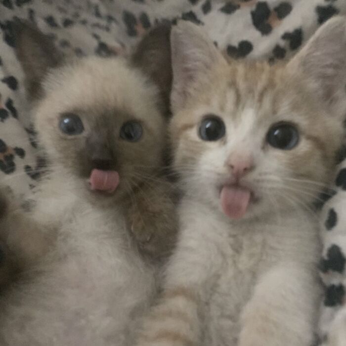 80 Hilarious Cat Moments Caught On Camera, Shared On This Page