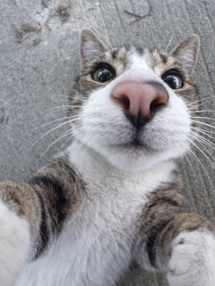 80 Hilarious Cat Moments Caught On Camera, Shared On This Page