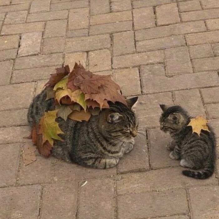 80 Hilarious Cat Moments Caught On Camera, Shared On This Page