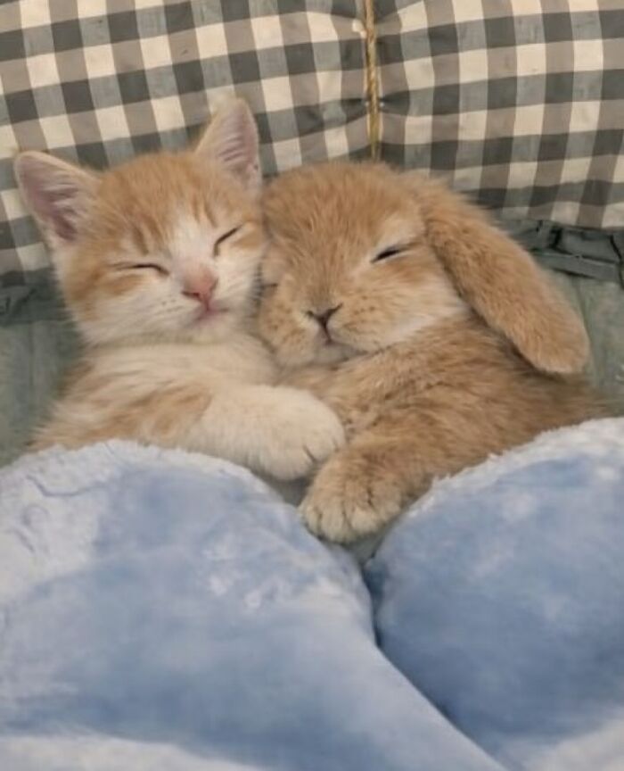 80 Hilarious Cat Moments Caught On Camera, Shared On This Page