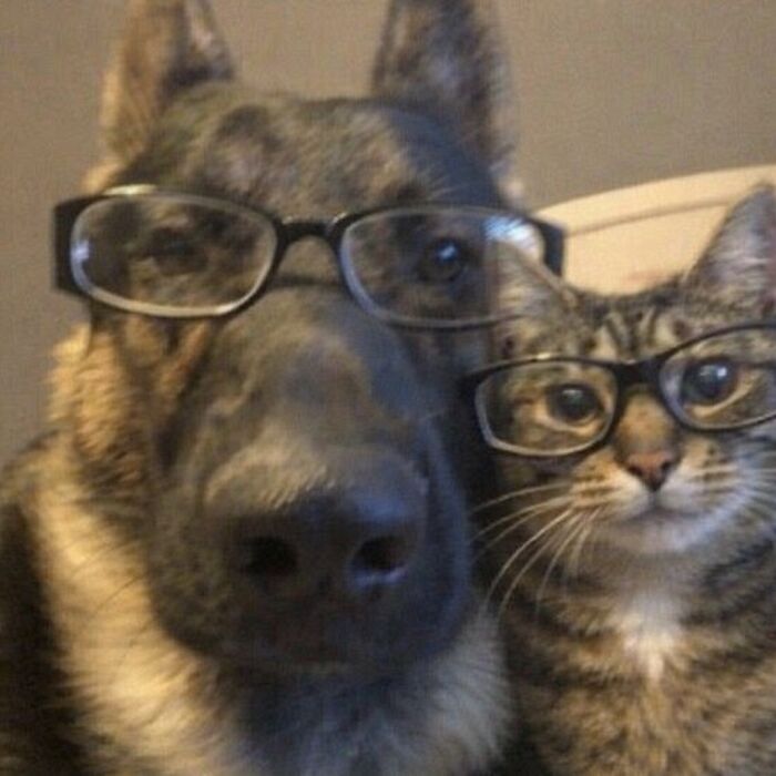 80 Hilarious Cat Moments Caught On Camera, Shared On This Page