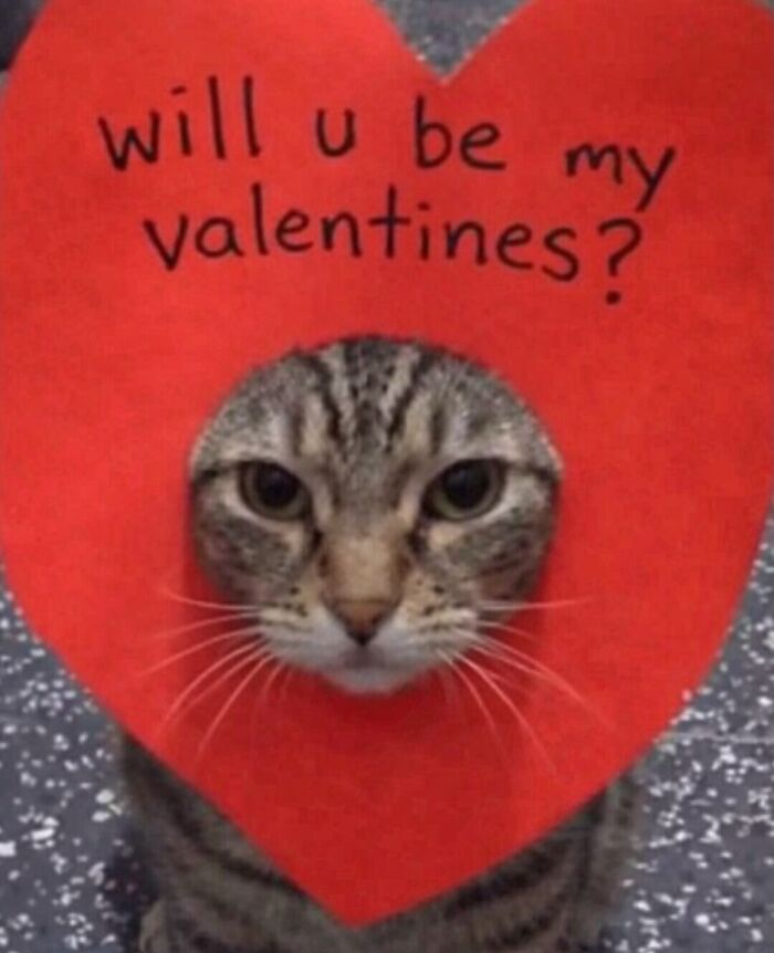 80 Hilarious Cat Moments Caught On Camera, Shared On This Page