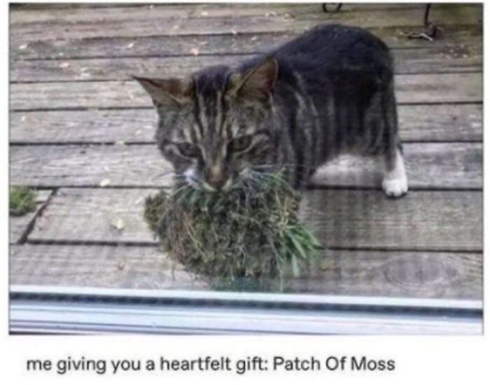 80 Hilarious Cat Moments Caught On Camera, Shared On This Page