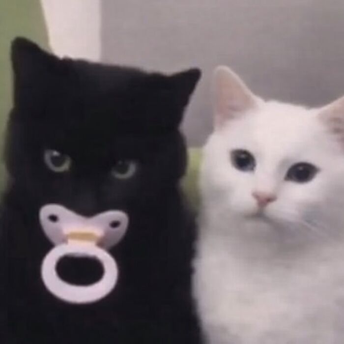 80 Hilarious Cat Moments Caught On Camera, Shared On This Page