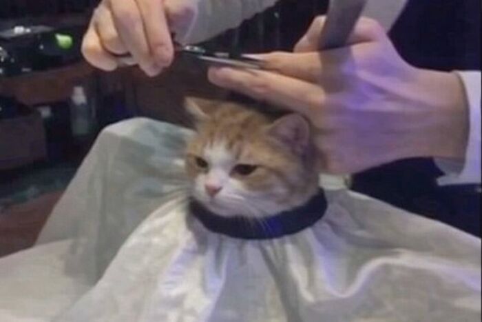 80 Hilarious Cat Moments Caught On Camera, Shared On This Page