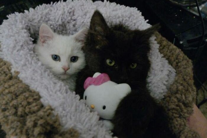 80 Hilarious Cat Moments Caught On Camera, Shared On This Page