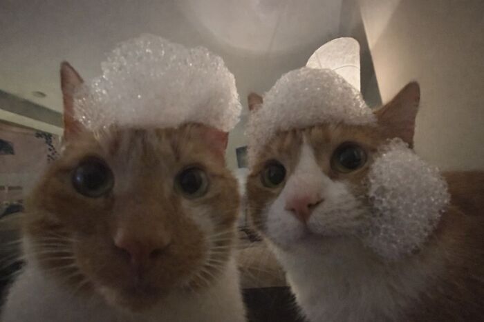 80 Hilarious Cat Moments Caught On Camera, Shared On This Page