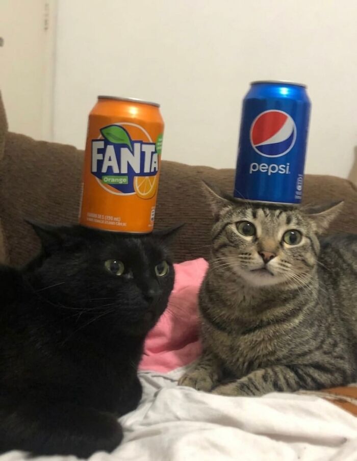 80 Hilarious Cat Moments Caught On Camera, Shared On This Page