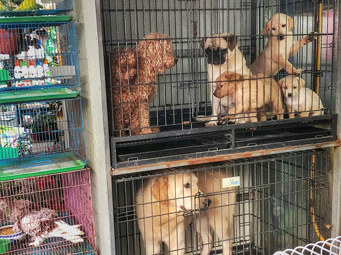 Seven Kidnapped Dogs Become Viral Sensation After They Escape Captors To Make Brave Journey Home Together