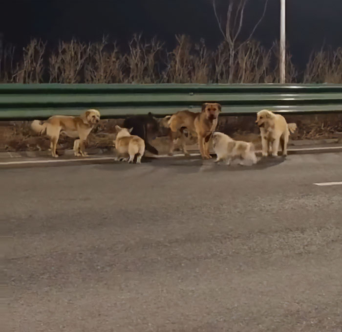 Seven Kidnapped Dogs Become Viral Sensation After They Escape Captors To Make Brave Journey Home Together