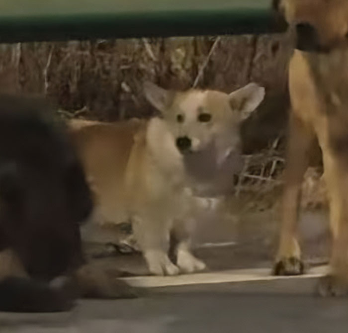 Seven Kidnapped Dogs Become Viral Sensation After They Escape Captors To Make Brave Journey Home Together