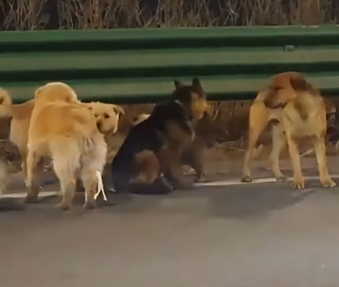 Seven Kidnapped Dogs Become Viral Sensation After They Escape Captors To Make Brave Journey Home Together