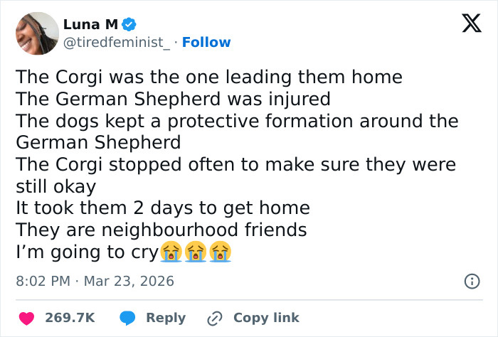 Seven Kidnapped Dogs Become Viral Sensation After They Escape Captors To Make Brave Journey Home Together