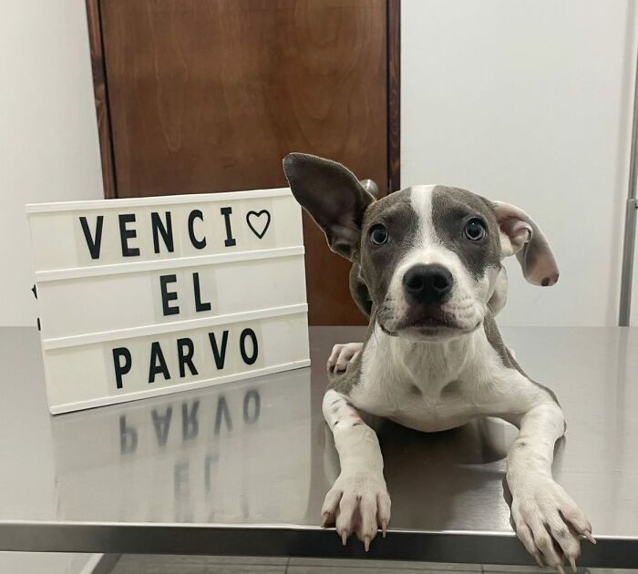 A Closer Look At Canine Parvovirus: 50 Puppies Who Made It Through At Delka Hospital Veterinario