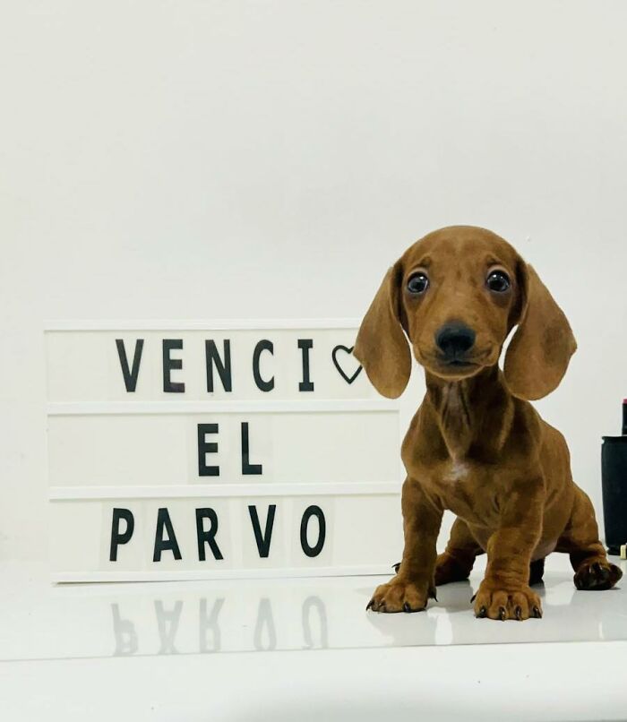 A Closer Look At Canine Parvovirus: 50 Puppies Who Made It Through At Delka Hospital Veterinario