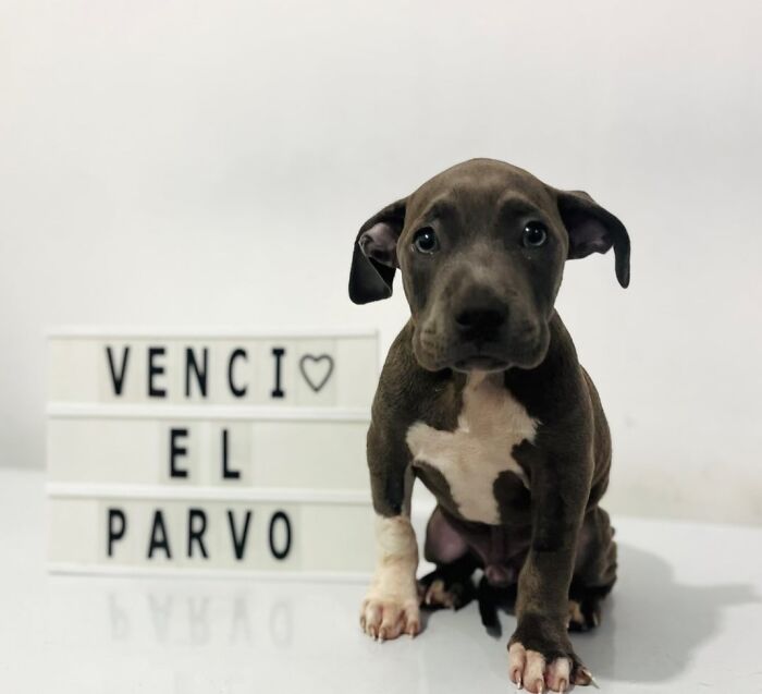 A Closer Look At Canine Parvovirus: 50 Puppies Who Made It Through At Delka Hospital Veterinario