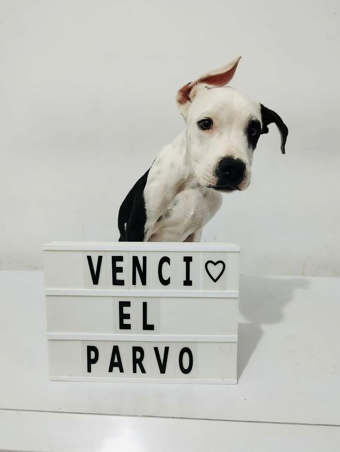 A Closer Look At Canine Parvovirus: 50 Puppies Who Made It Through At Delka Hospital Veterinario