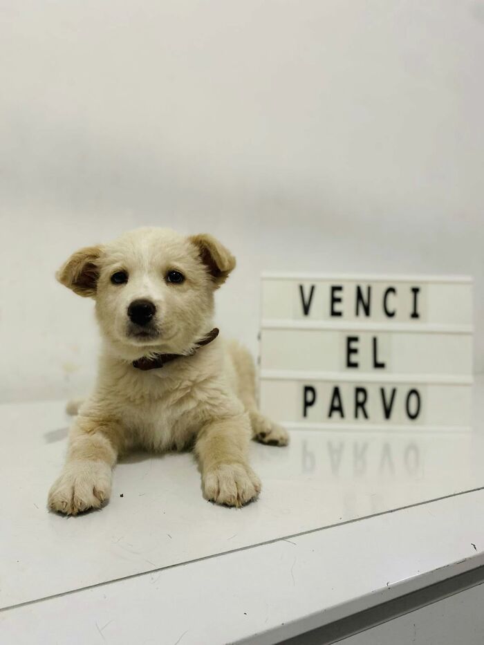 A Closer Look At Canine Parvovirus: 50 Puppies Who Made It Through At Delka Hospital Veterinario
