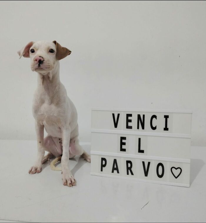 A Closer Look At Canine Parvovirus: 50 Puppies Who Made It Through At Delka Hospital Veterinario