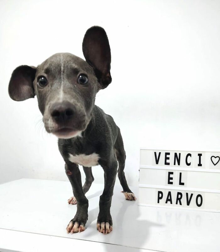 A Closer Look At Canine Parvovirus: 50 Puppies Who Made It Through At Delka Hospital Veterinario