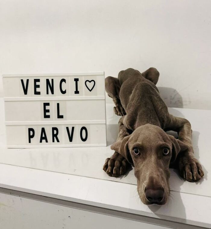 A Closer Look At Canine Parvovirus: 50 Puppies Who Made It Through At Delka Hospital Veterinario