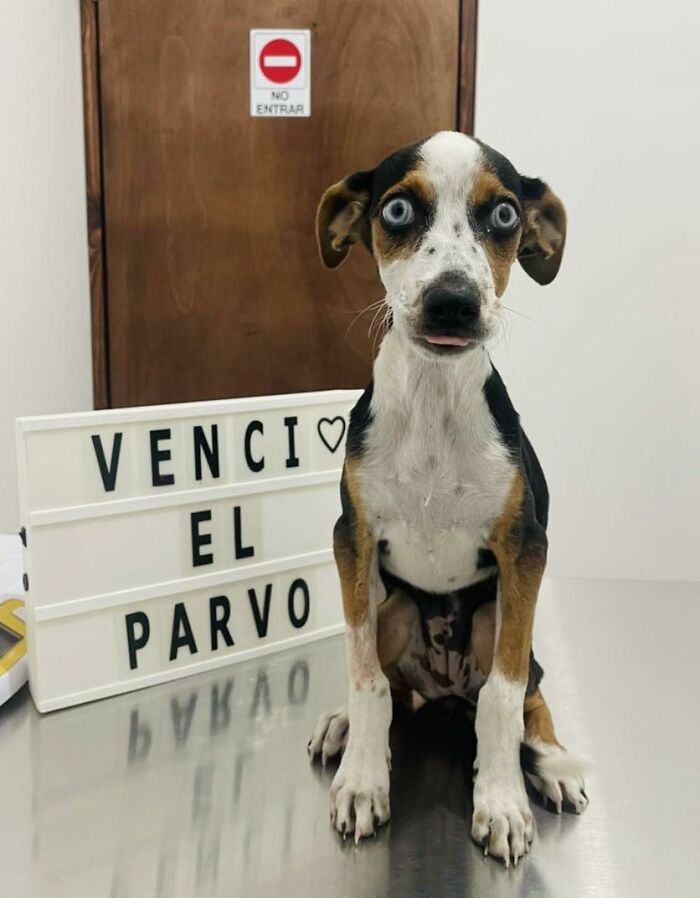 A Closer Look At Canine Parvovirus: 50 Puppies Who Made It Through At Delka Hospital Veterinario