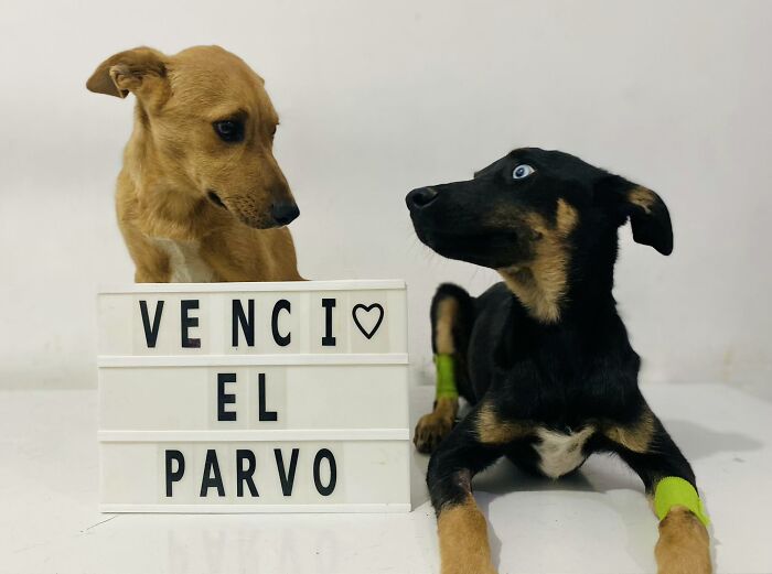 A Closer Look At Canine Parvovirus: 50 Puppies Who Made It Through At Delka Hospital Veterinario