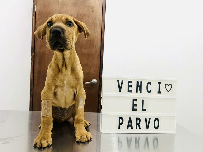 A Closer Look At Canine Parvovirus: 50 Puppies Who Made It Through At Delka Hospital Veterinario