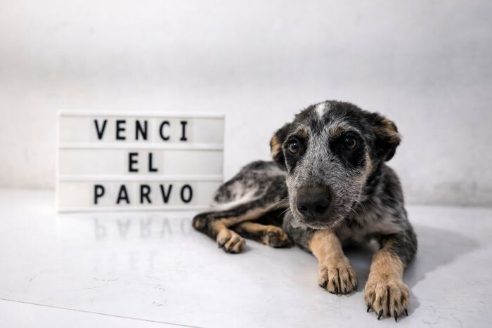 A Closer Look At Canine Parvovirus: 50 Puppies Who Made It Through At Delka Hospital Veterinario