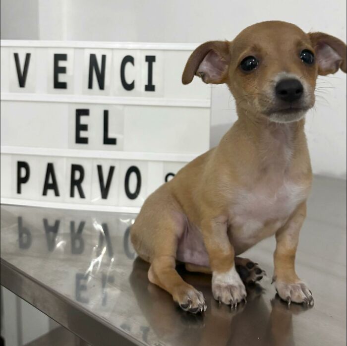 A Closer Look At Canine Parvovirus: 50 Puppies Who Made It Through At Delka Hospital Veterinario