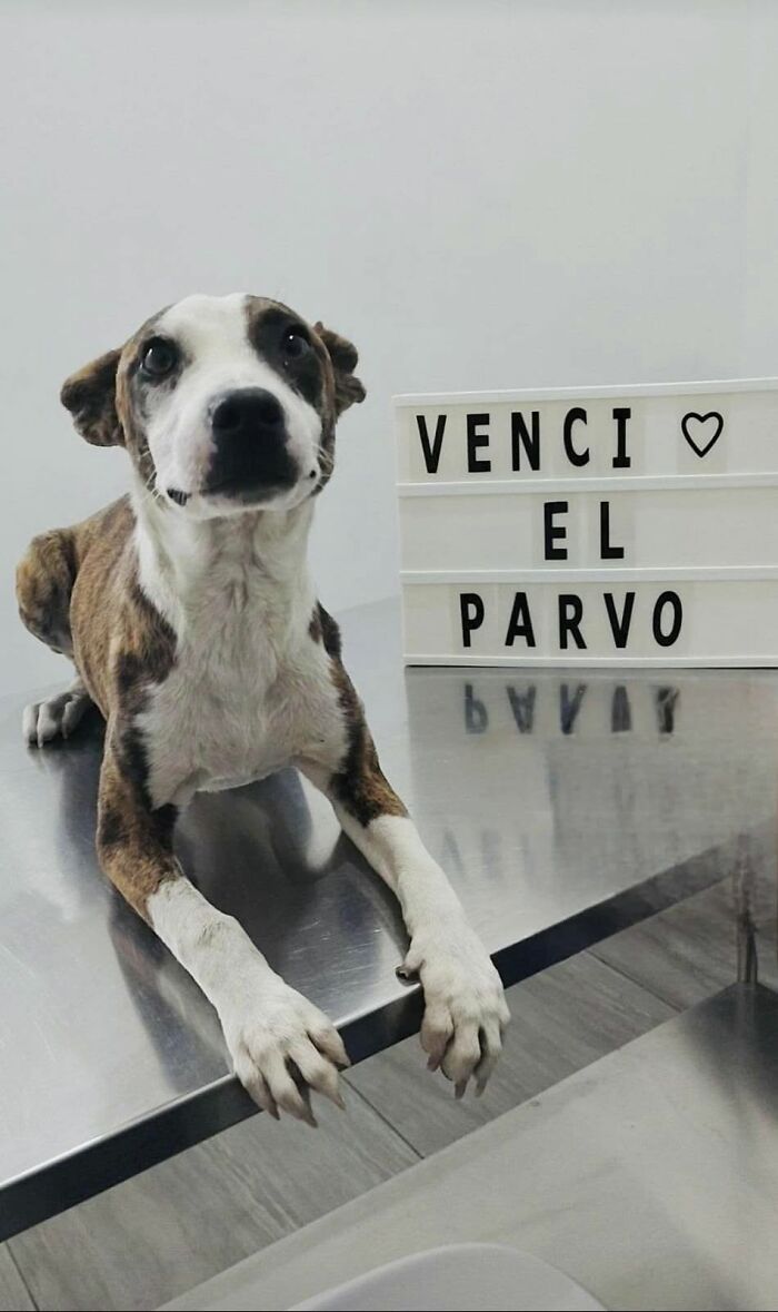 A Closer Look At Canine Parvovirus: 50 Puppies Who Made It Through At Delka Hospital Veterinario