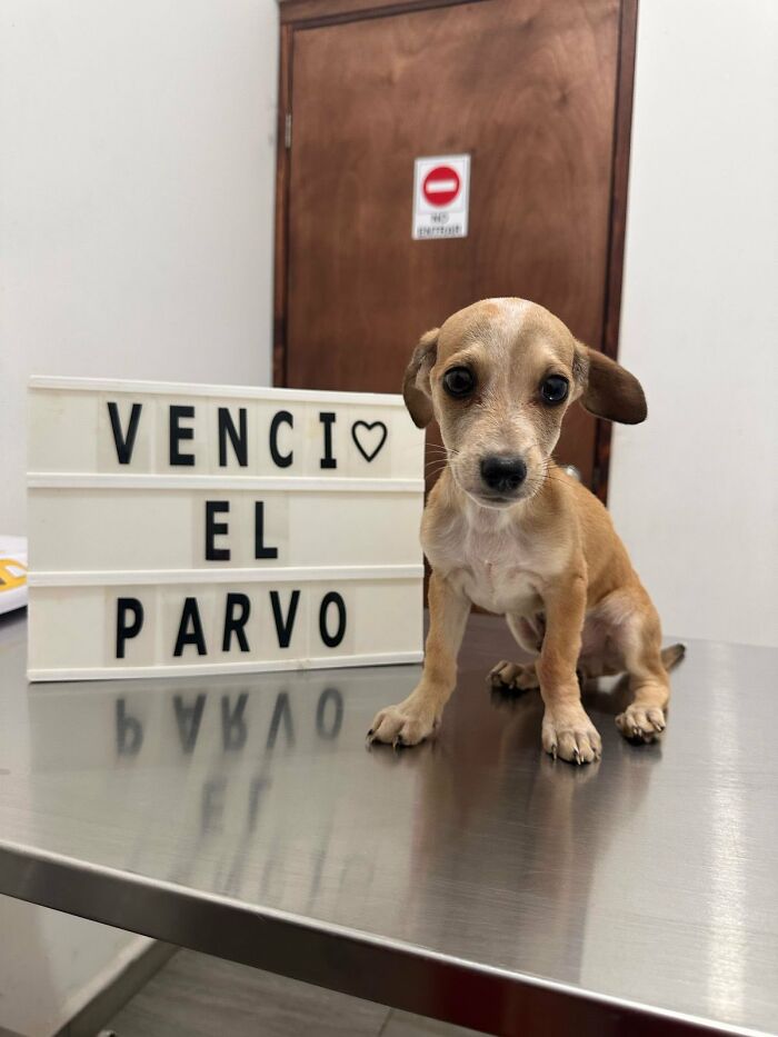 A Closer Look At Canine Parvovirus: 50 Puppies Who Made It Through At Delka Hospital Veterinario
