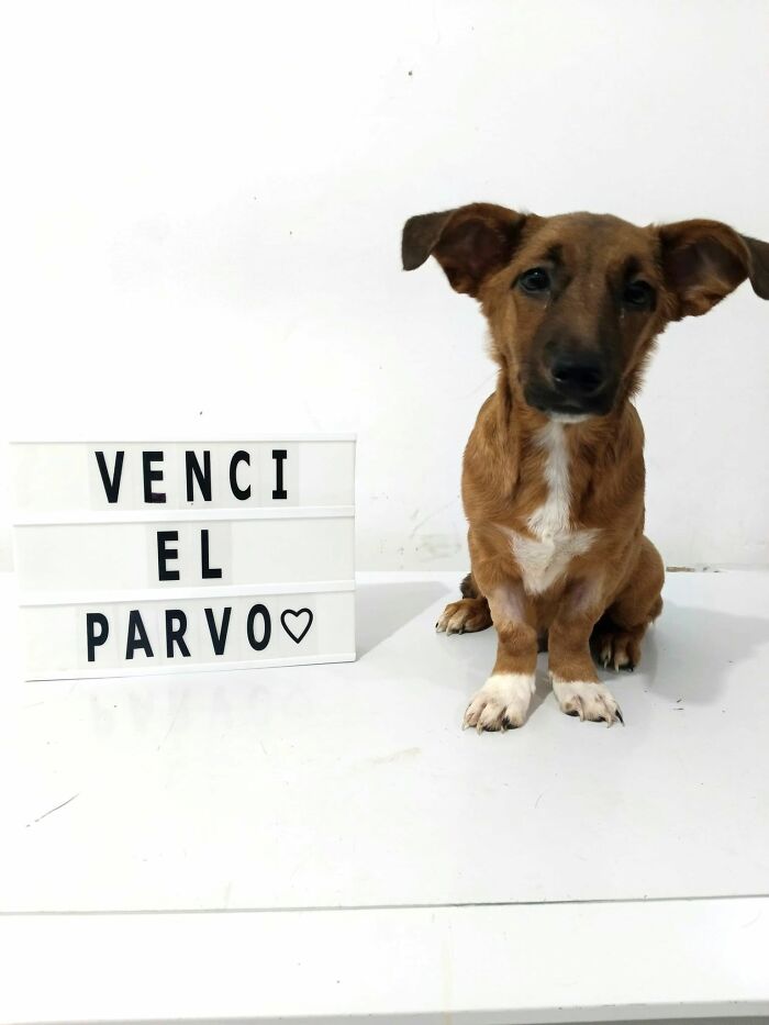 A Closer Look At Canine Parvovirus: 50 Puppies Who Made It Through At Delka Hospital Veterinario