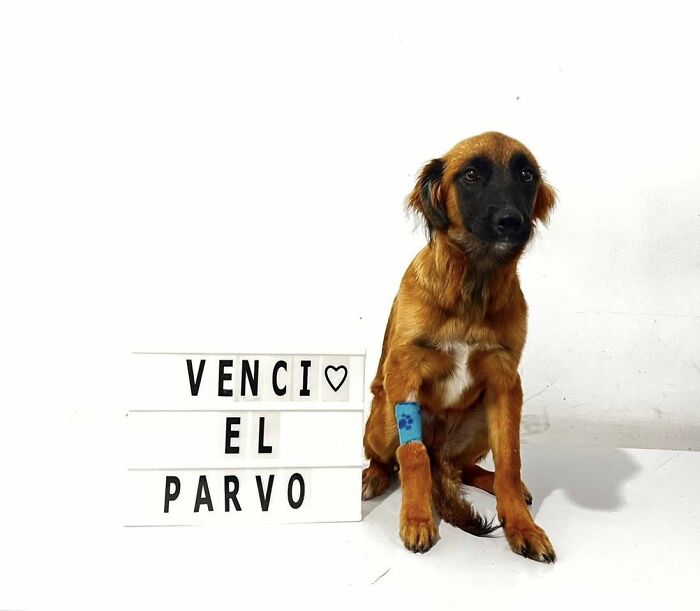 A Closer Look At Canine Parvovirus: 50 Puppies Who Made It Through At Delka Hospital Veterinario