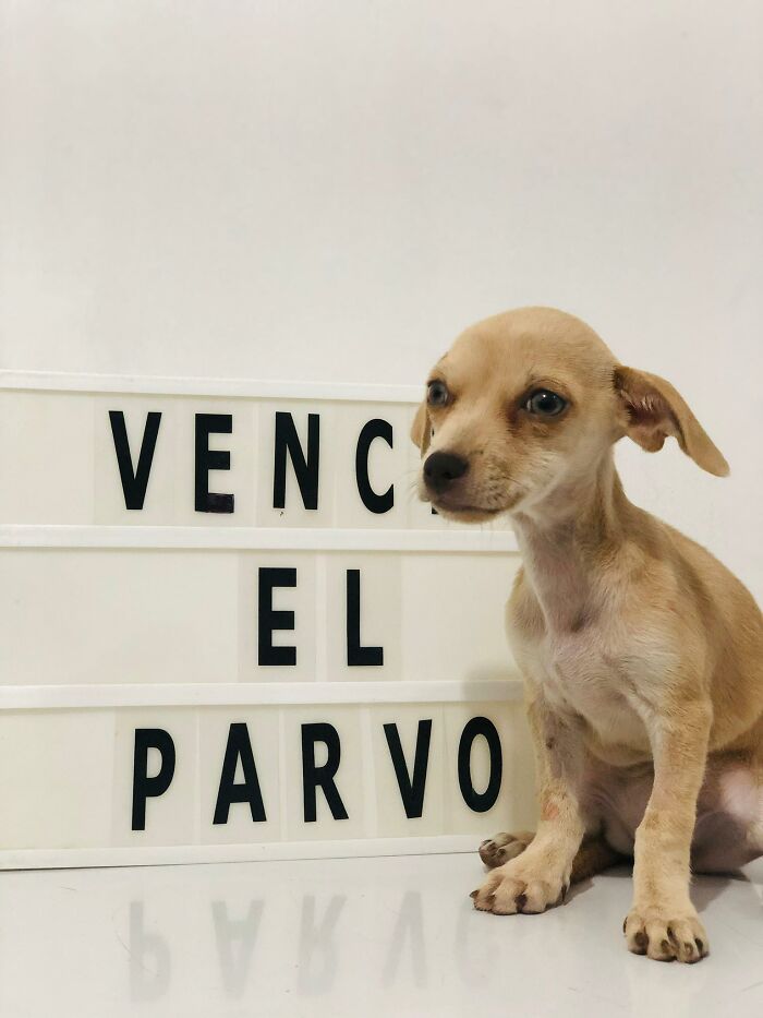 A Closer Look At Canine Parvovirus: 50 Puppies Who Made It Through At Delka Hospital Veterinario