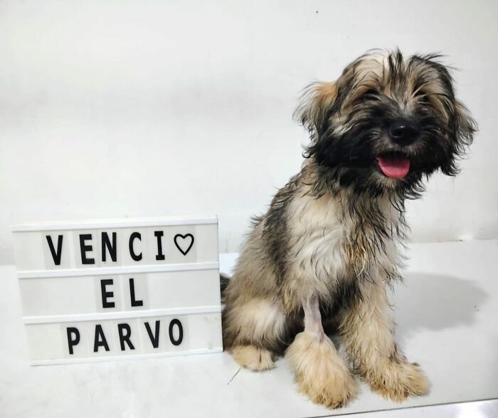 A Closer Look At Canine Parvovirus: 50 Puppies Who Made It Through At Delka Hospital Veterinario