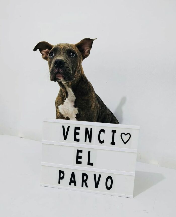 A Closer Look At Canine Parvovirus: 50 Puppies Who Made It Through At Delka Hospital Veterinario