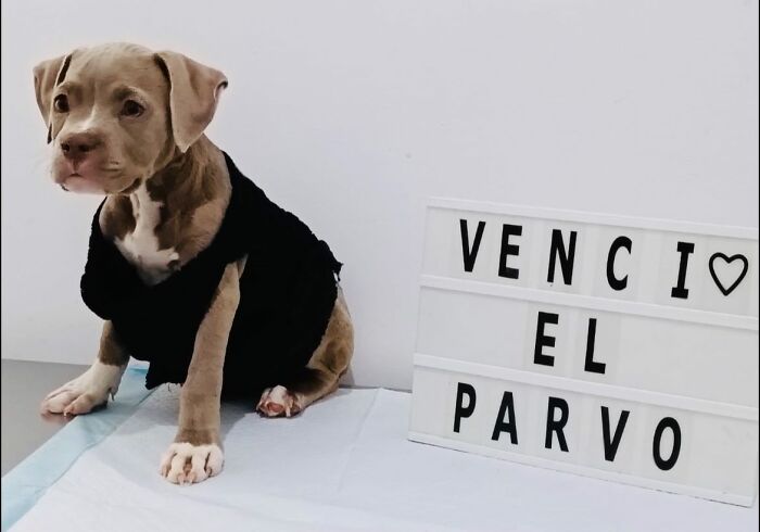 A Closer Look At Canine Parvovirus: 50 Puppies Who Made It Through At Delka Hospital Veterinario