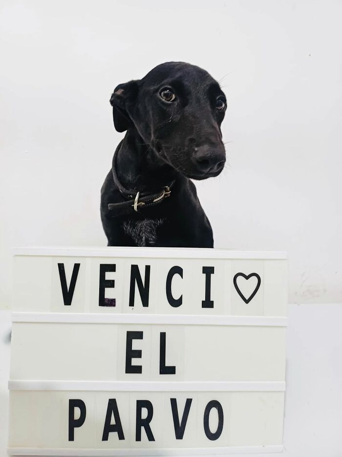 A Closer Look At Canine Parvovirus: 50 Puppies Who Made It Through At Delka Hospital Veterinario