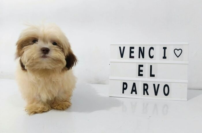 A Closer Look At Canine Parvovirus: 50 Puppies Who Made It Through At Delka Hospital Veterinario