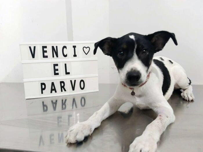 A Closer Look At Canine Parvovirus: 50 Puppies Who Made It Through At Delka Hospital Veterinario