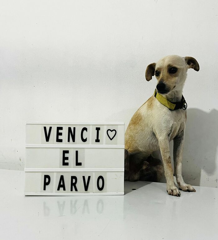 A Closer Look At Canine Parvovirus: 50 Puppies Who Made It Through At Delka Hospital Veterinario