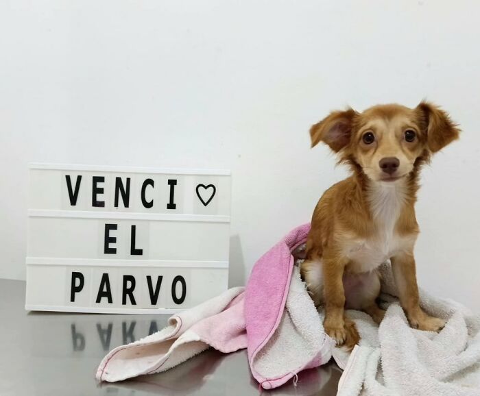 A Closer Look At Canine Parvovirus: 50 Puppies Who Made It Through At Delka Hospital Veterinario
